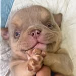 Dot Dawson - @ch.q.bullies - Instagram