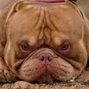 Dot.Dawson - @dawson.pang - TikTok