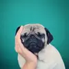dog_diehl - @dog_diehl - TikTok