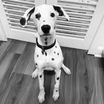 Dot - @dorothydotdunn - Instagram