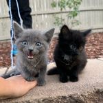 Earl Grey & Dot - @earl_grey_and_dot - Instagram