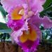 Dorothy Farmer - Facebook