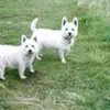 dotfarmer - @dotfarmer - TikTok