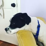 Dot Fox 🐶 - @dot.the.dogg - Instagram