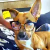 Jay Dot Fox - @k9_journey - TikTok
