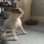 Polka Dot Fox - @polka.the.puppy - Instagram