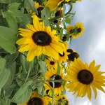 Dot Francis - @nannydot26 - Instagram