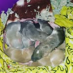 Dot and Frank Ratburn + babies - @little_ratscal - Instagram