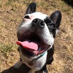 Franklin & Benny - @franklindotdog - Instagram
