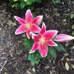 Dot Gee - @dottydo42 - Instagram