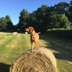 Dot Graham - Facebook