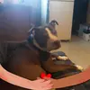 dottiegraham120 - @dottiegraham120 - TikTok