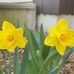 Dottie Harrington - Facebook