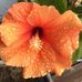 Dot Harris - Facebook