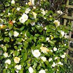 Dot Harrison - @dot.harrison.2131 - Instagram