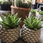 Dot Harrison - @prickly_pear_gifts - Instagram