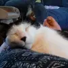 Dottie Henderson - @dottie.henderson - TikTok