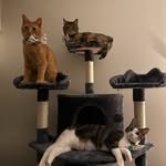 Dot, Henry & Willow McBean - @stray.katz3 - Instagram
