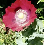 Dot Hewitt - Facebook