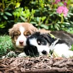 Adventures of Hicks n Dot🐾 - @hicks_n_dot - Instagram
