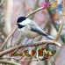 Dottie Hinson - Facebook