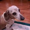 Sammiedog - @dotshouse - TikTok