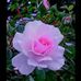 Dorothy Humphrey - Facebook