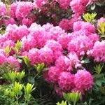 Dot Ingram - @dot.ingram - Instagram