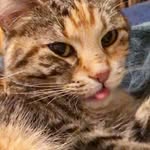 Dot Johnson - @dot_the_torbie - Instagram