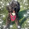 Dot Johnson - @dot.johnson8 - TikTok