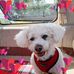 Dot Johnstone - Facebook