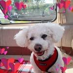 Dot Johnstone - @johnstonedot - Instagram