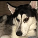 Kane Reed - @_kane_the_bomb_dot_com_husky_ - Instagram
