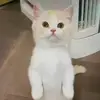 dotkellypet - @petktypydgo - TikTok