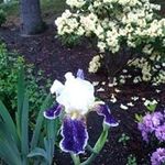 Dorothy Lawson - @dotandtotos - Instagram