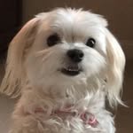 Dot Lee - @dot8525 - Instagram