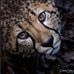 Dorothy Mcfadden - Facebook