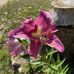 Dorothy Whitehead - Facebook