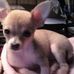 Dottie Whitehead - Facebook