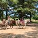 Dottie Bell - Facebook