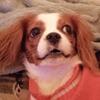 Dottie - @dottiebelle_ - TikTok
