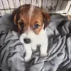 Dottie Brown - @dottie.offical - TikTok