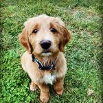 Dottie Stratton Brown - @san_diego_dottie - Instagram