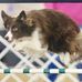 Dottie Ferguson - Facebook
