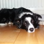 Dottie Harrison - @dottiebordercollie - Instagram