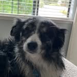 Dottie Rae Harrison - @dottie_the.aussie - Instagram