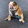 Dottie🐶 - @dottieking2 - TikTok