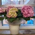 Dottie King - @dott3256 - Instagram