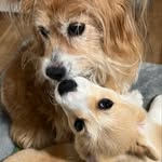 dottie, leonard and kaya - @dottie.leonard.and.kaya - Instagram