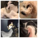 Dottie, Maggie, Pepper, Mocha - @dottie_maggie_pepper_mocha - Instagram
